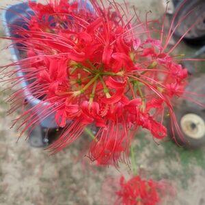 Vibrant Red Spider Lily Flower